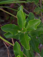 Asclepias tomentosa
