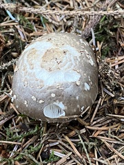 Amanita excelsa