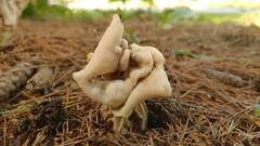 Helvella crispa