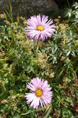 Erigeron uniflorus