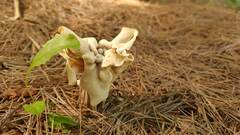 Helvella crispa