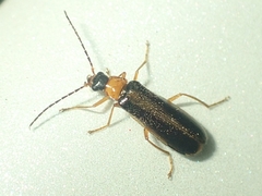 Cantharinae