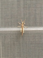 Schistocerca flavofasciata