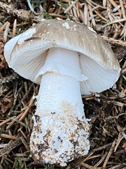 Amanita excelsa