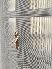 Schistocerca flavofasciata