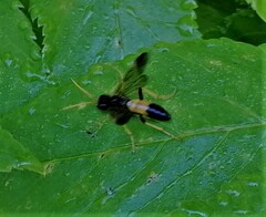 Tenthredo campestris