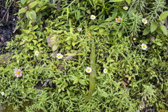 Erigeron karvinskianus