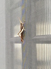 Schistocerca flavofasciata