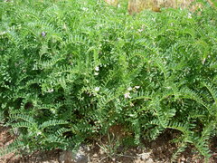 Vicia ervilia