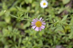 Erigeron karvinskianus