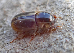 Labarrus cincticulus