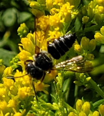 Coelioxys modestus