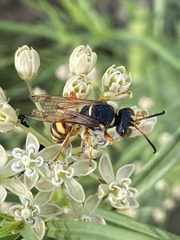 Cerceris bicornuta