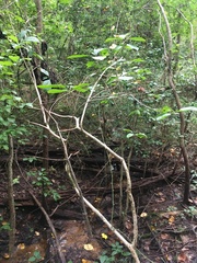 Chionanthus virginicus