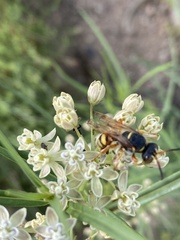 Cerceris bicornuta