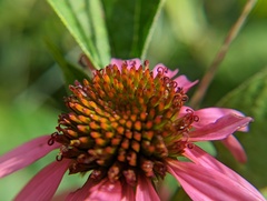 Echinacea purpurea