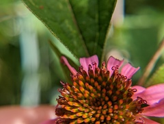 Echinacea purpurea