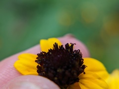 Rudbeckia triloba