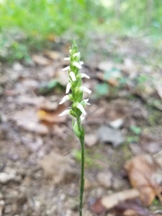 Spiranthes ovalis erostellata