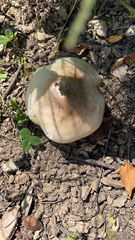 Clitocybe brunneocephala