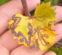 Phyllocnistis vitegenella