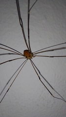 Leiobunum limbatum