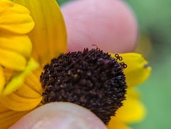 Rudbeckia triloba