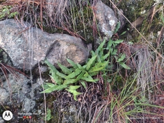 Pleopeltis macrocarpa