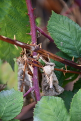 Crambus leachellus