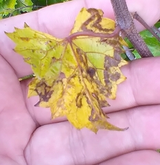 Phyllocnistis vitegenella