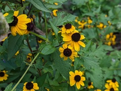 Rudbeckia triloba
