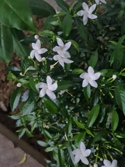 Tabernaemontana divaricata