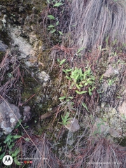 Pleopeltis macrocarpa