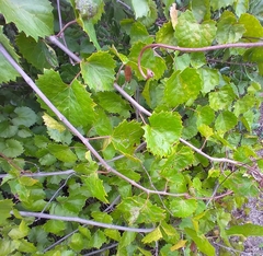 Phyllocnistis vitegenella