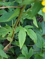 Rudbeckia triloba
