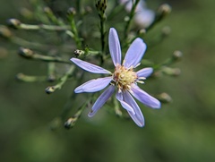 Symphyotrichum cordifolium