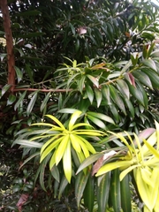 Podocarpus latifolius