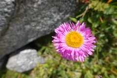Erigeron uniflorus