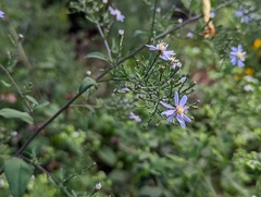Symphyotrichum cordifolium