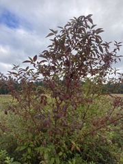 Cornus sericea occidentalis