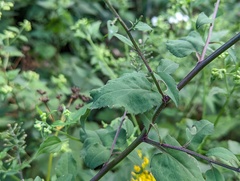 Symphyotrichum cordifolium