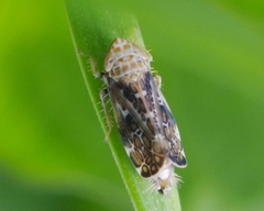 Errastunus ocellaris