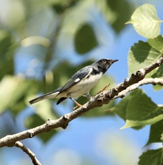 Setophaga caerulescens
