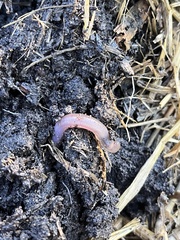 Lumbricus