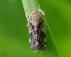 Errastunus ocellaris