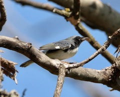 Setophaga caerulescens