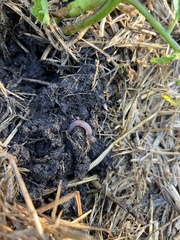 Lumbricus