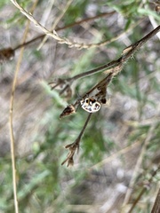 Eurydema