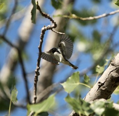 Setophaga caerulescens