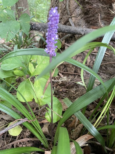 Liriope muscari